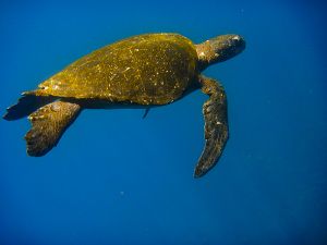 Punta Vicenta Roca, Galapagos 496.jpg